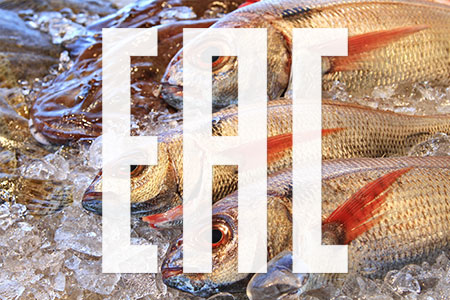 TR EAWU 040/2016 Über die Sicherheit von Fisch und Fischprodukten
