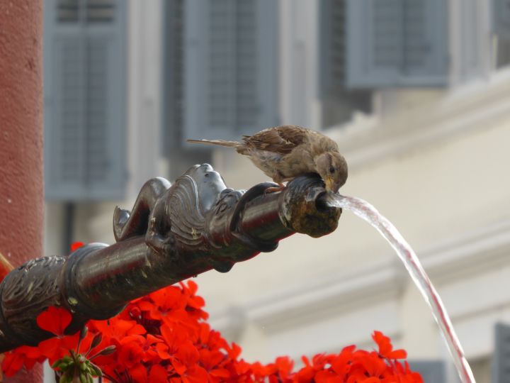 die Trinkwasserversorgung