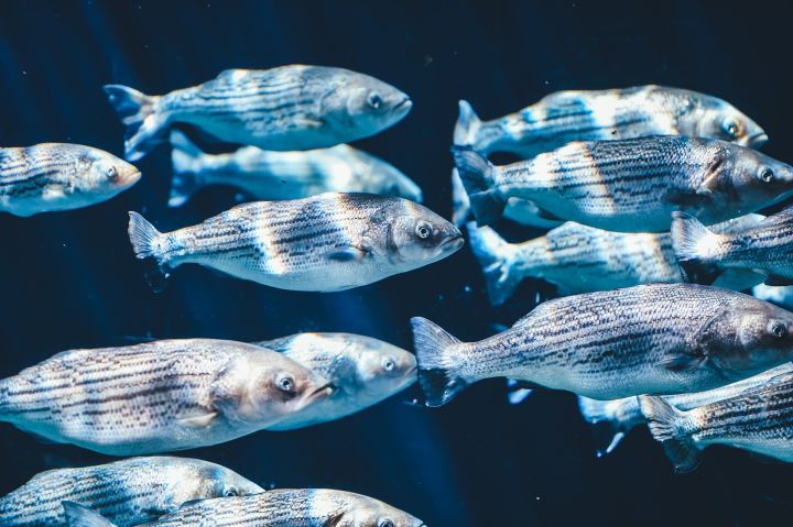 Fisch und Fischprodukte ausgeschlossen aus der Liste der deklarierungsprflichtigen Waren nach GOST-R