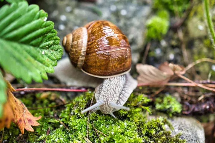 Das Veterinärzertifikat für Gastropoden und ihre Larven