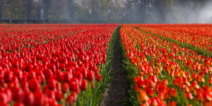 Russland schränkt Einfuhr von Blumen aus den Niederlanden ein