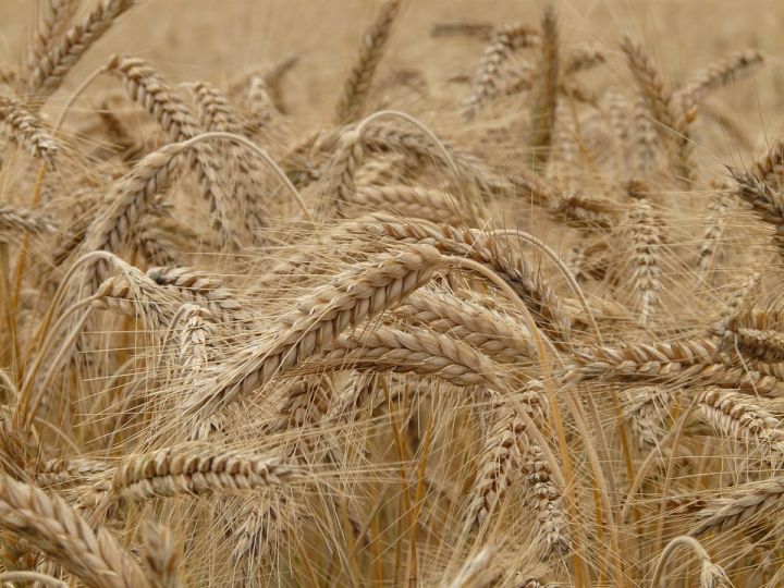 Prüfmethoden für Getreideprodukte werden aktualisiert
