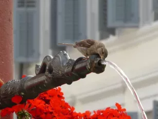 die Trinkwasserversorgung
