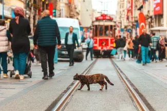 Führungszeugnis in der Türkei: Beantragung, Apostille und Legalisierung