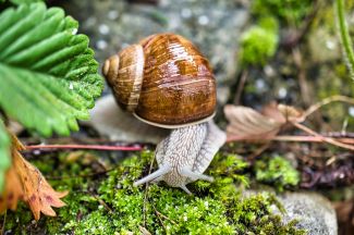 Das Veterinärzertifikat für Gastropoden und ihre Larven