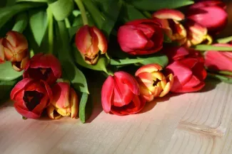 Schnittblumen